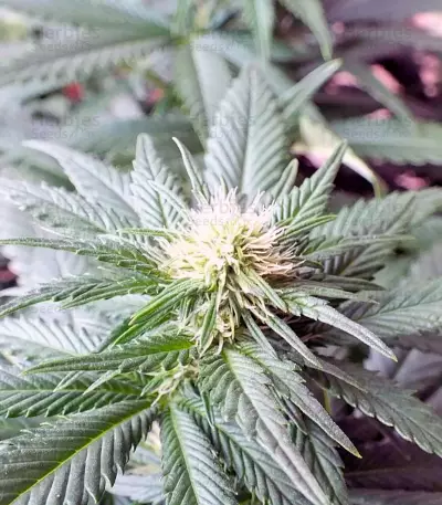Ladyburn 1974 (GHS) Cannabis-Samen