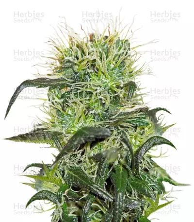 Bad Azz Kush (Barney's Farm) Cannabis-Samen