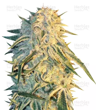 ICE (Female Seeds) Cannabis-Samen