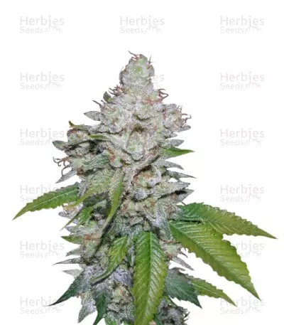 White Berry (VIP Seeds) Cannabis-Samen