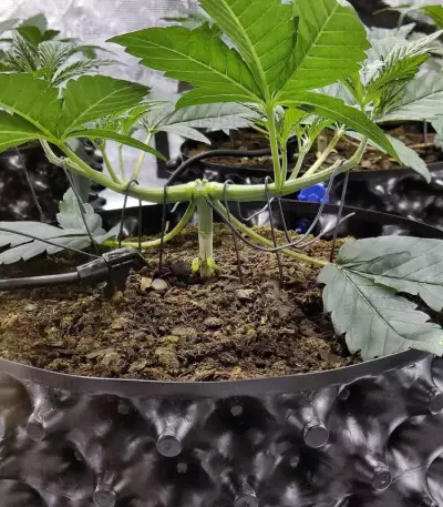Gorilla Z feminisierte Samen (Barney's Farm)