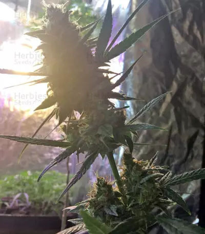 Amnesia XXL Autoflowering (Dinafem Seeds) Cannabis-Samen