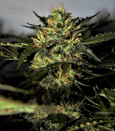 Auto Daiquiri Lime strain