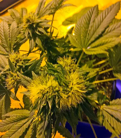 Flowerbomb Kush (Strain Hunters) Cannabis-Samen