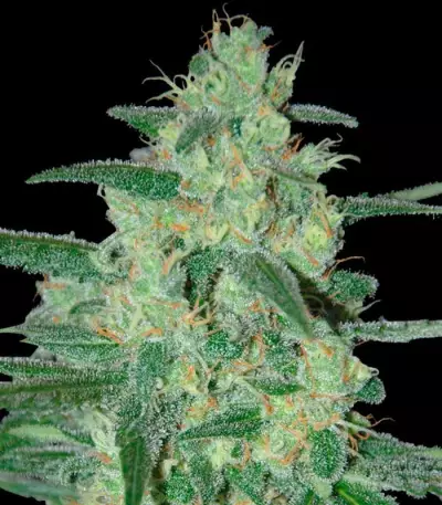 Holy Grail 69 (Samsara Seeds) Cannabis-Samen