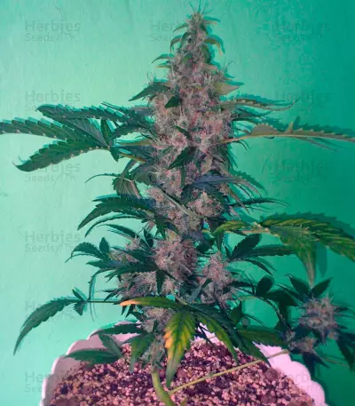 New York City (Pyramid Seeds) Cannabis-Samen