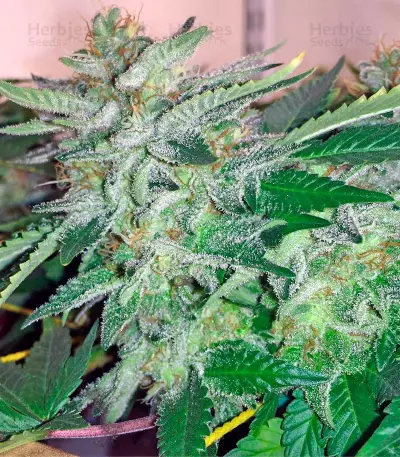 Papaya regular (Nirvana Seeds) Cannabis-Samen