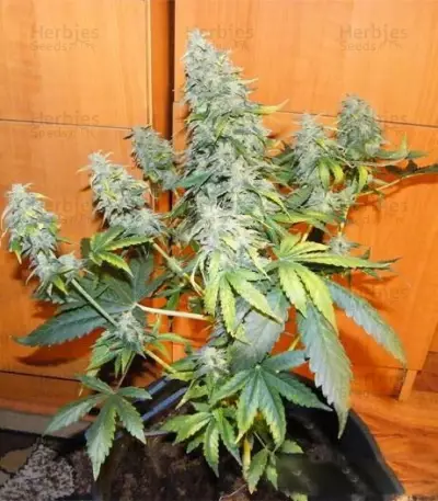 Royal AK (RQS) Cannabis-Samen