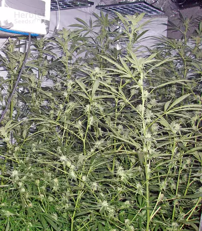 Trainwreck regular (Humboldt Seeds Organization) Cannabis-Samen