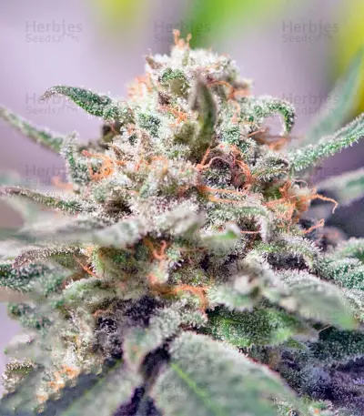 CBD Critical Cure (Barney's Farm) Cannabis-Samen
