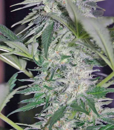 El Niño (GHS) Cannabis-Samen