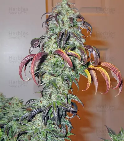 King’s Kush (GHS) Cannabis-Samen