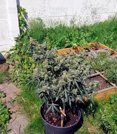 PolarLight #2 Auto (Dutch Passion) Cannabis-Samen