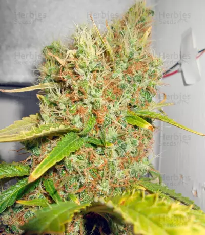 Power Plant (Dutch Passion) Cannabis-Samen