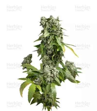 Blue Cheese Autoflowering (Dinafem Seeds) Cannabis-Samen