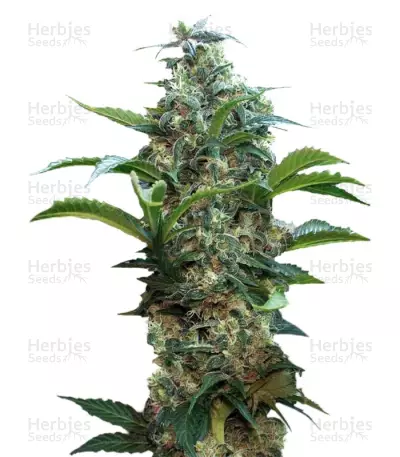 Satori regular (Mandala Seeds) Cannabis-Samen