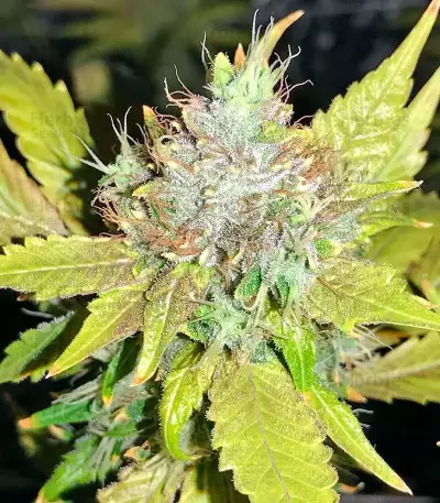 OG Kush (Dinafem Seeds) Cannabis-Samen