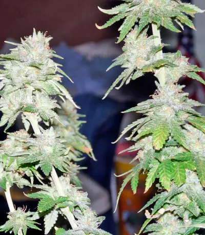 Afghan Kush X Yumbolt (World of Seeds) Cannabis-Samen