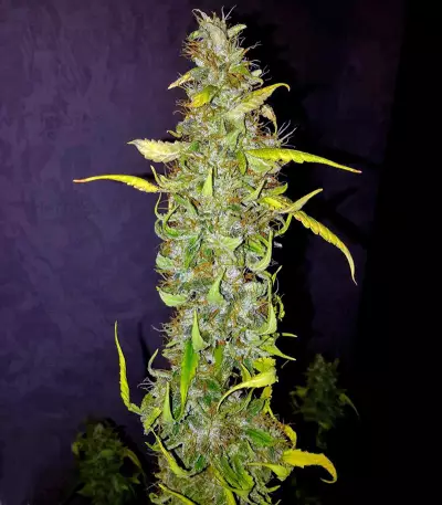 Anubis (Pyramid Seeds) Cannabis-Samen