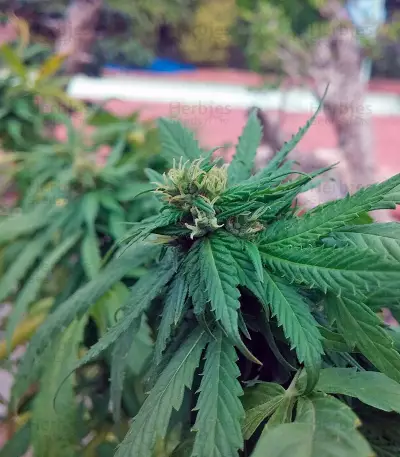 Arjan's Haze #1 strain