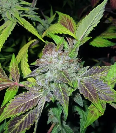 BCN Sour Diesel cannabis strain