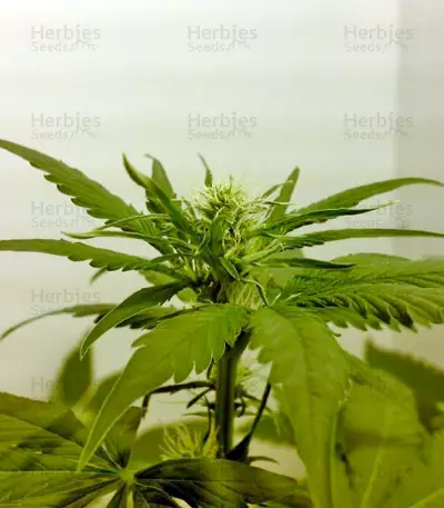 Big Band (Kannabia Seeds) Cannabis-Samen