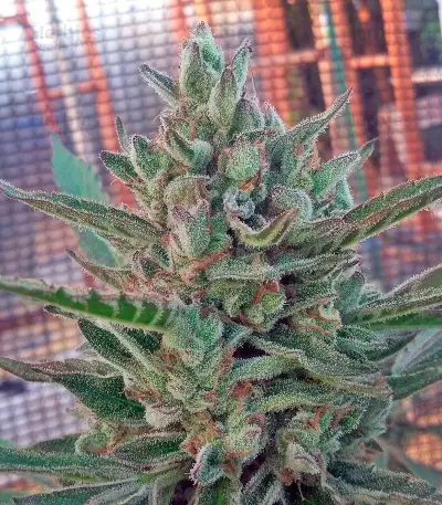 Black D.O.G. (Humboldt Seeds Organization) Cannabis-Samen