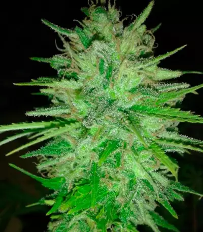 Cotton Candy Kush (Delicious Seeds) Cannabis-Samen