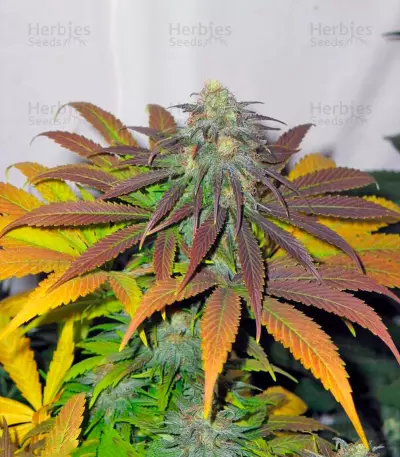 Californian Orange (Dutch Passion) Cannabis-Samen
