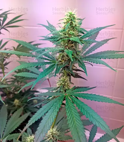 Critical Cheese (Dinafem Seeds) Cannabis-Samen
