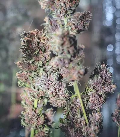 Crystal METH Auto (Fast Buds) Cannabis-Samen