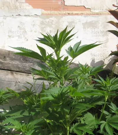 Holy Grail 69 (Samsara Seeds) Cannabis-Samen