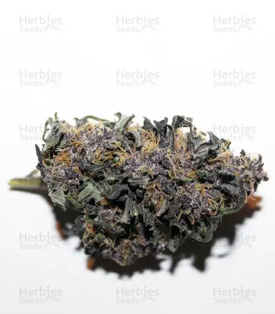 LSD-25 Auto feminisierte Samen