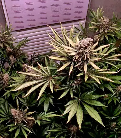 Lemon Thai Kush (Humboldt Seeds Organization) Cannabis-Samen
