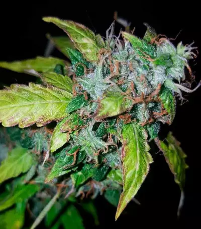 Lowryder Auto (Vision Seeds) Cannabis-Samen