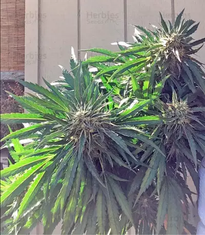 Mango Sapphire (Humboldt Seeds Organization) Cannabis-Samen