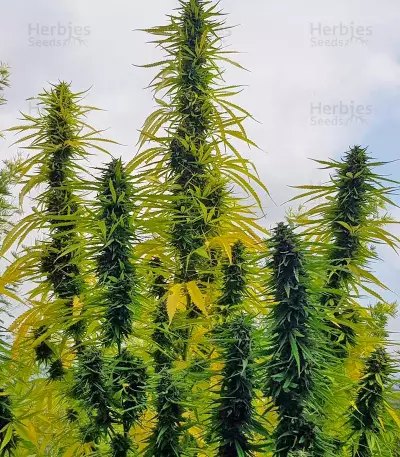 Mango Sapphire (Humboldt Seeds Organization) Cannabis-Samen