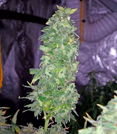 Moby Dick XXL strain