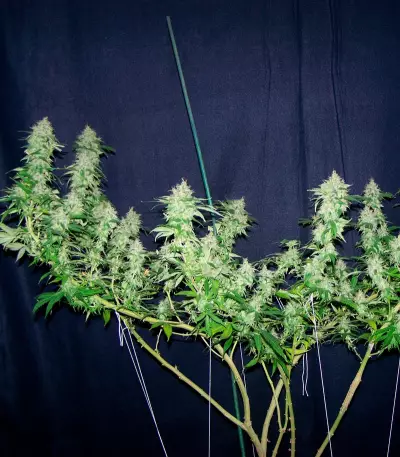 Spiritual Punk (Samsara Seeds) Cannabis-Samen