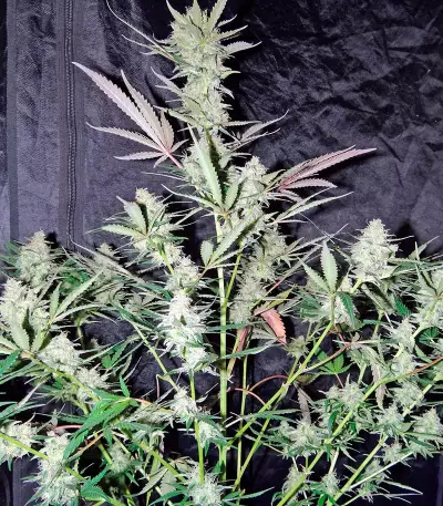 Skunk Auto (Strain Hunters) Cannabis-Samen