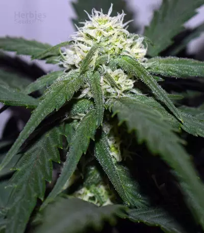 Tangie'matic Auto feminisierte Samen (Fast Buds)