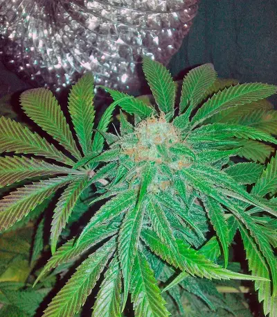 King’s Kush (GHS) Cannabis-Samen
