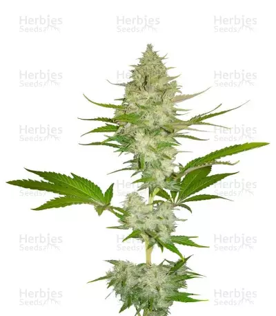Candy Kush Express (Fast Flowering) (RQS) Cannabis-Samen