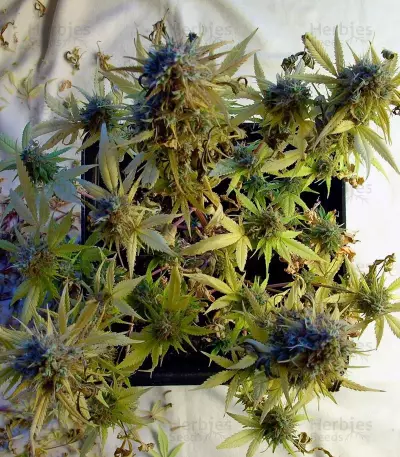 Wappa (Paradise Seeds) Cannabis-Samen