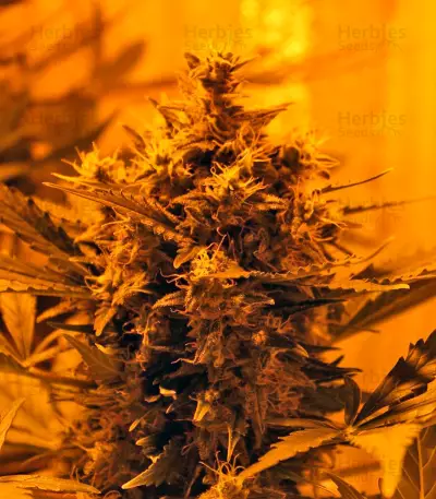 Auto Tutankhamon strain