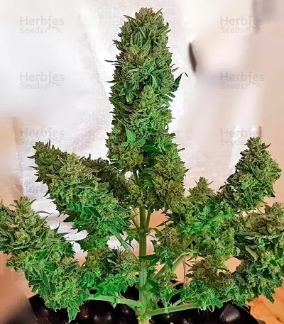 Blow Mind Auto (Sweet Seeds) Cannabis-Samen
