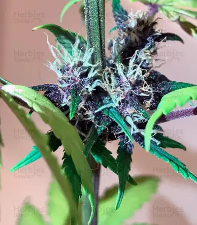 Buddha Purple Kush Auto (Buddha Seeds) Cannabis-Samen