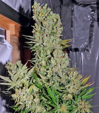 Chronic regular (Serious Seeds) Cannabis-Samen