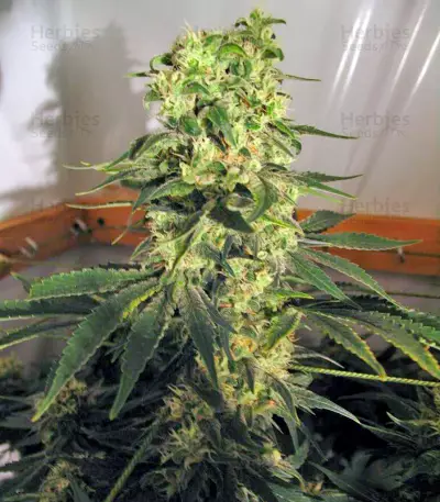 Chronic (Serious Seeds) Cannabis-Samen