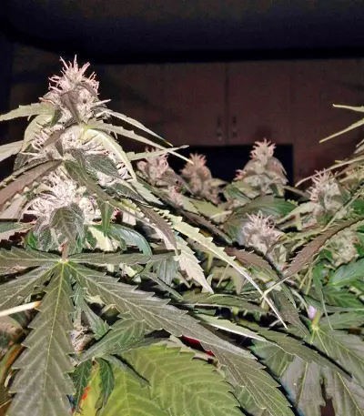Fruit Punch Auto feminisiertes Saatgut (Heavyweight Seeds)